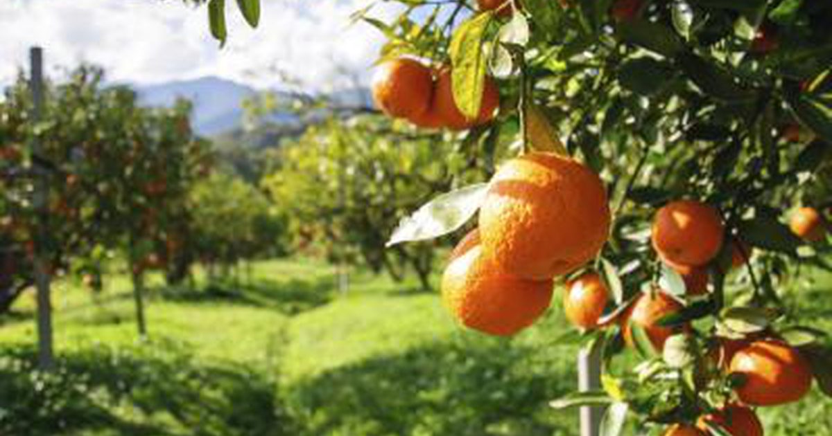 Hvad Citrusfrugt har mest vitamin C?