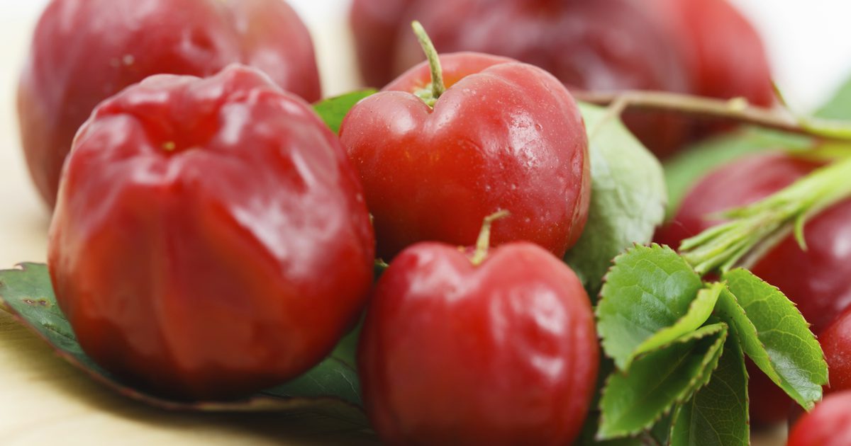 Hvad er Acerola Cherry?