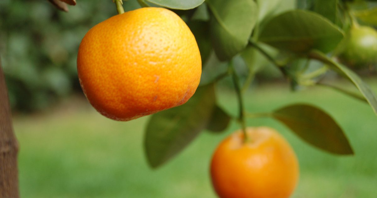 संतरे और टेंगेरिन के बीच क्या अंतर है?