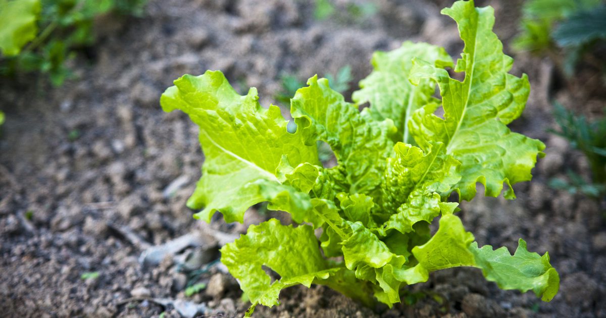 Что такое здоровый салат-латук?