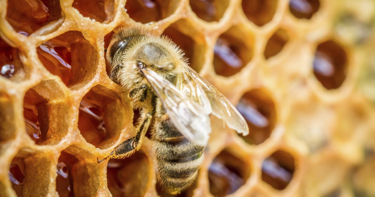 Kaj je surovo, nefiltriranega medu?