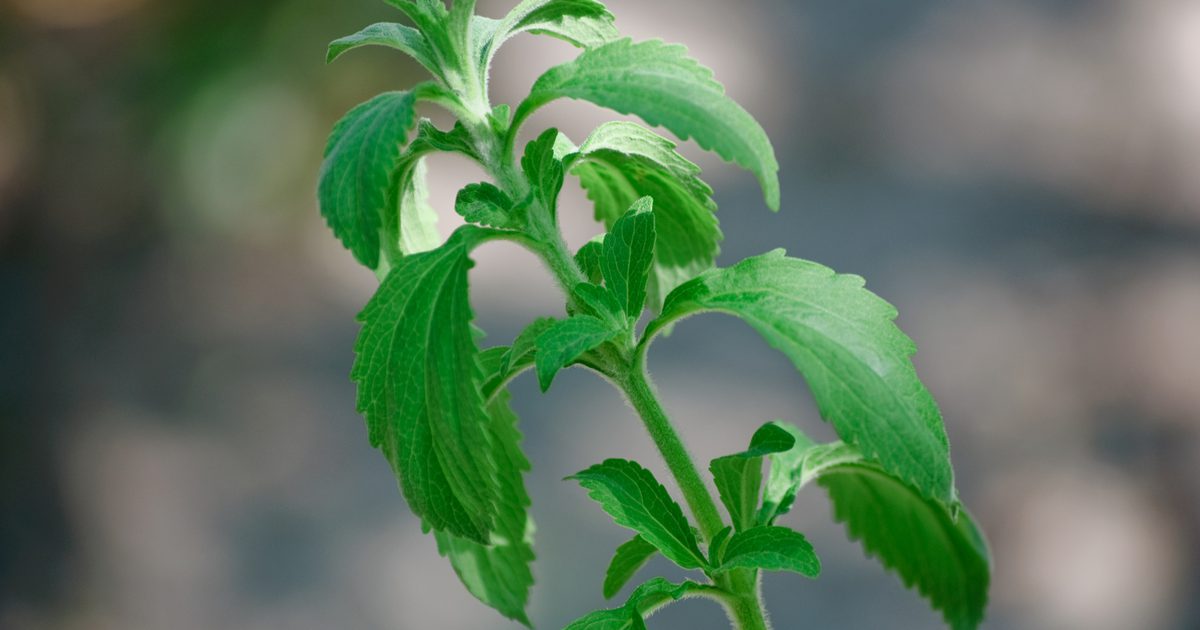 Vad är Stevia-blandning?