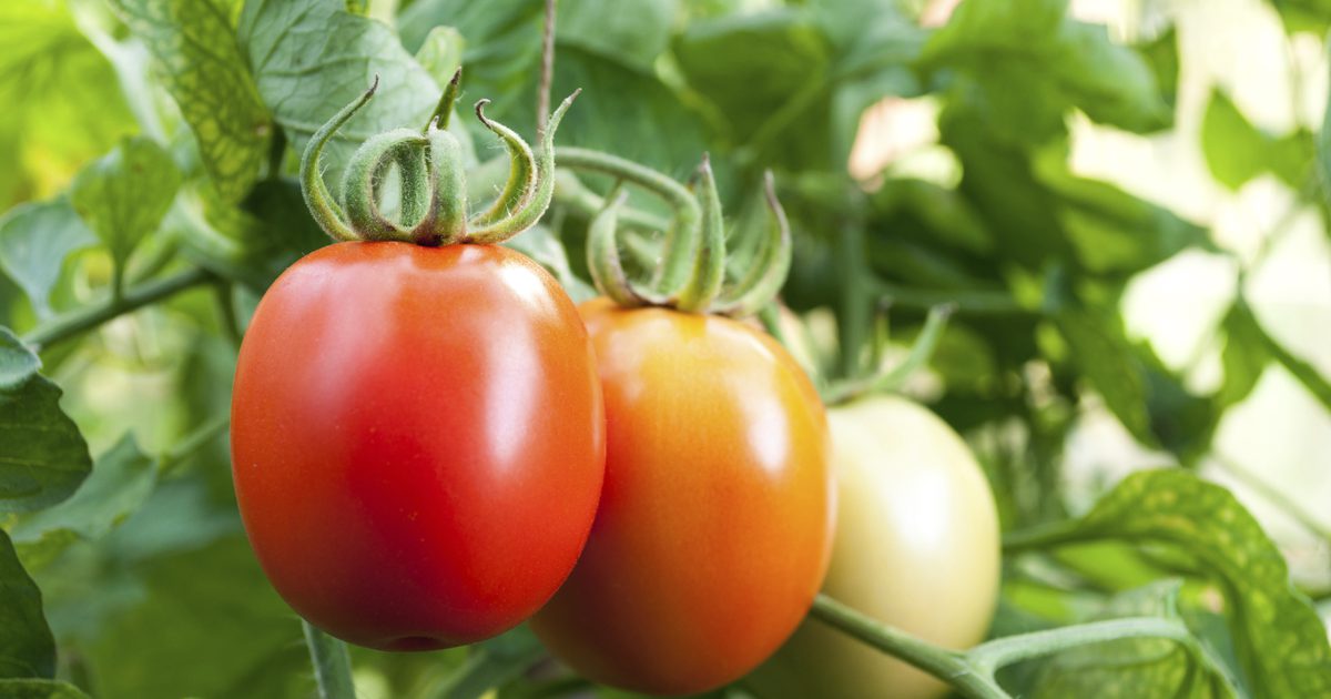 ما هو نوع الحمض في الطماطم؟