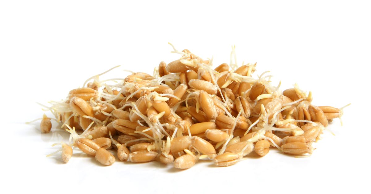 Росток пшеницы и белок