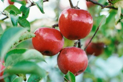 Ktoré jablká uvoľňujú pálenie záhy?