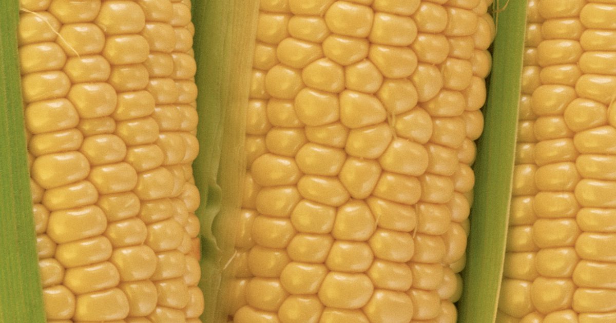 Vollständige Kernel Corn Nutritional Information
