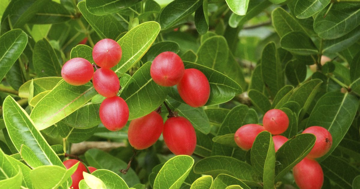 Wolfberry fordele og bivirkninger