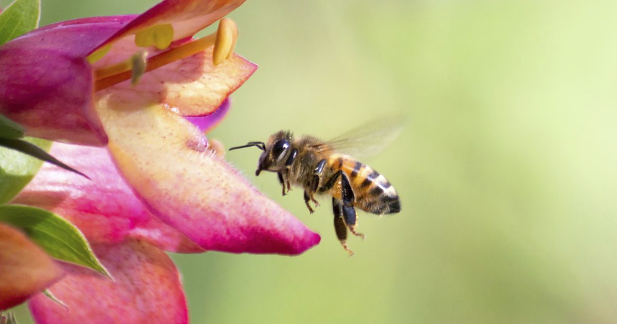 Včelí propolis pre akné