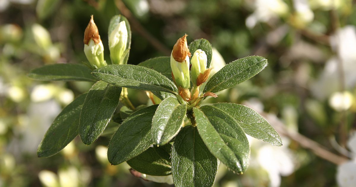 Fördelar med Rhododendron Herb