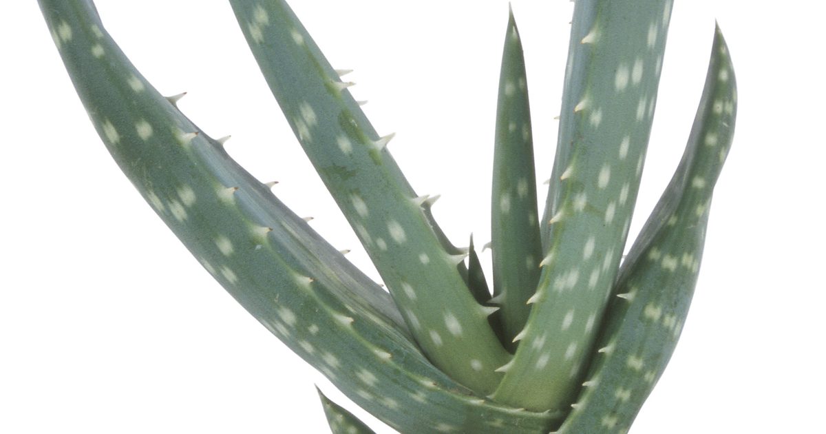 Kan Aloe Vera stramme huden?