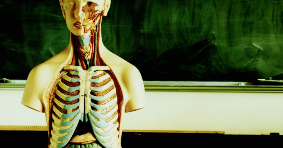 Definitioner av anatomi och fysiologi