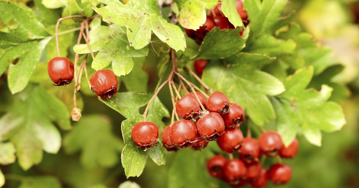Hawthorn Berry Side Effects