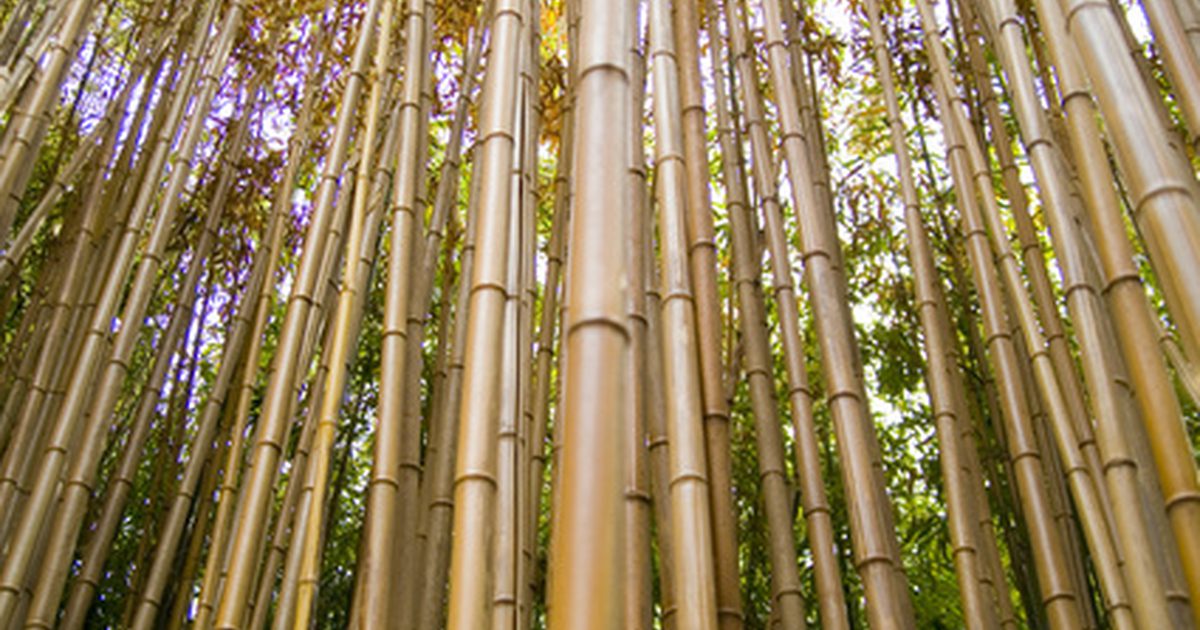 Urtextrakt og essensielle oljer av bambus