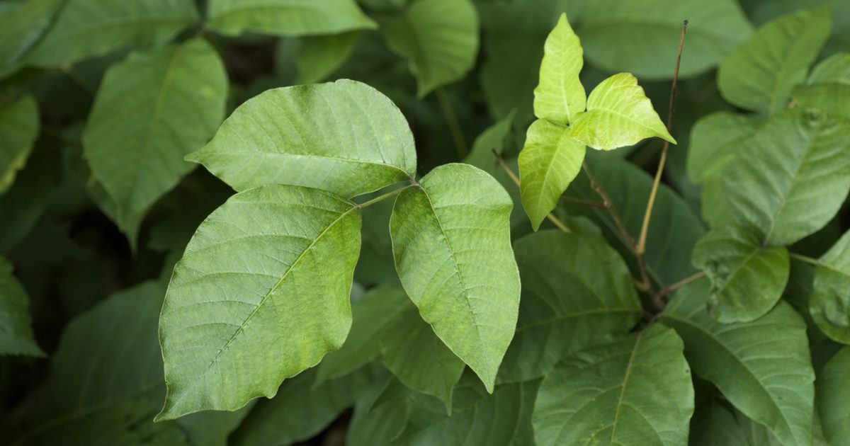 Home Remedies za Poison Ivy Pretisni omoti