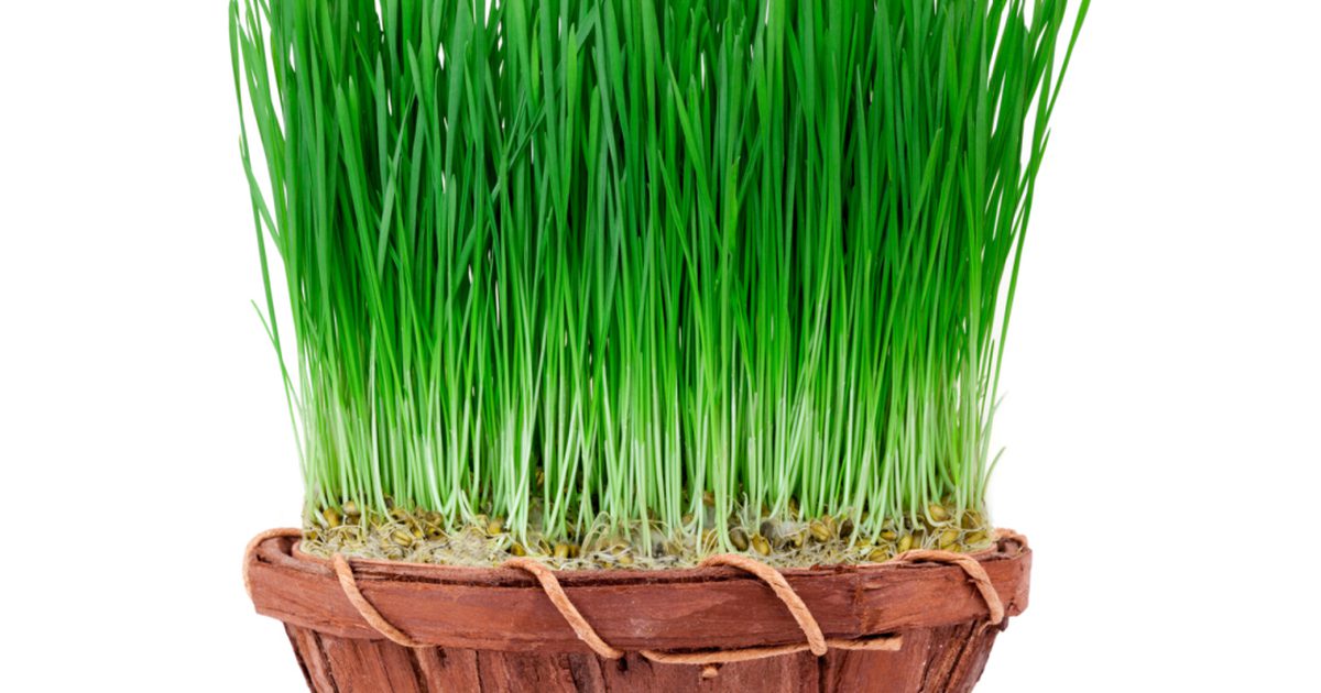 Hvordan man laver en hvedegrass detox kost