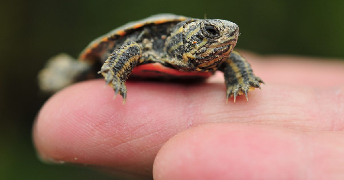 Hur man tar hand om en babymålad sköldpadda