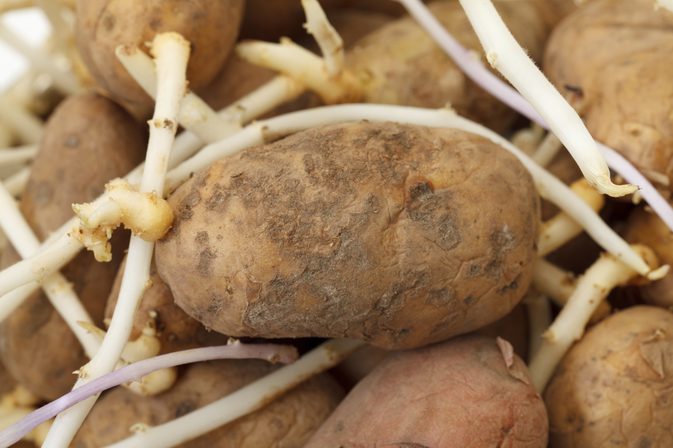 Hvis en kartoffel har rødder, skal du spise den?