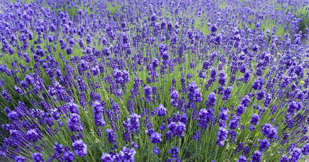 Lavendelolja för huvudlöss