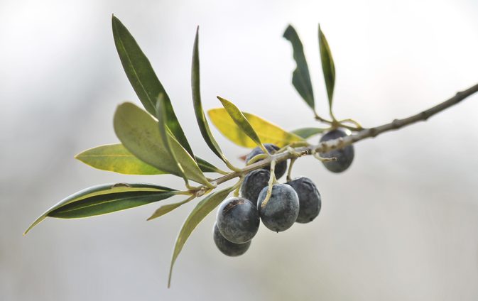 Olive Leaf Extract für Hautprobleme