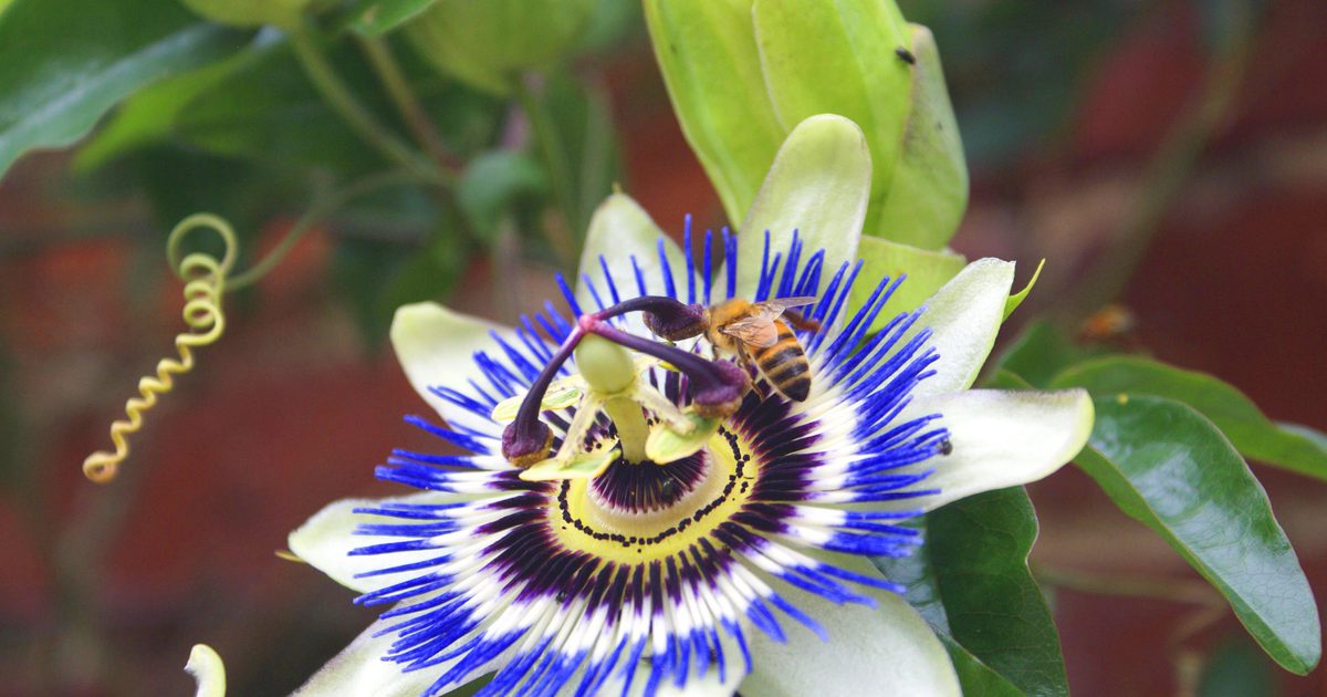 Passionflower Side Effects