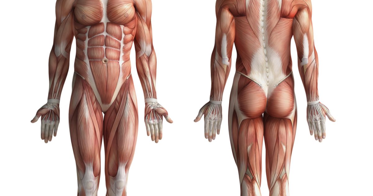 Muskelets formål / rolle i kroppen