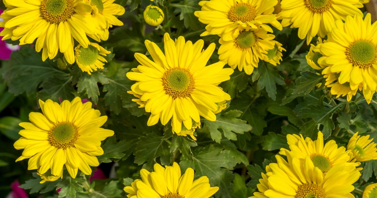 Nebenwirkungen von Chrysanthemum Herbs