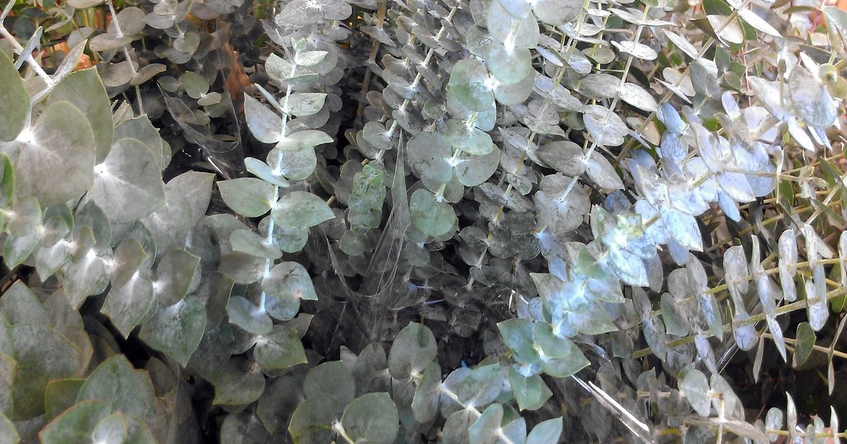Vad är fördelarna med Eucalyptusblad?