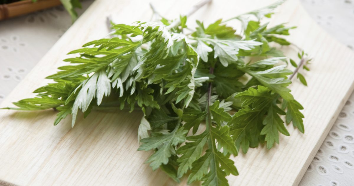 Hvad er bivirkningerne af Wormwood Herb