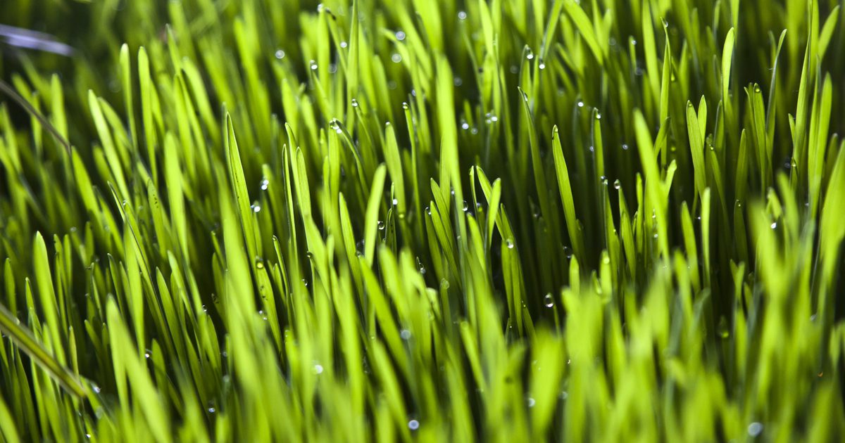 Что делает Wheatgrass в вашей системе?