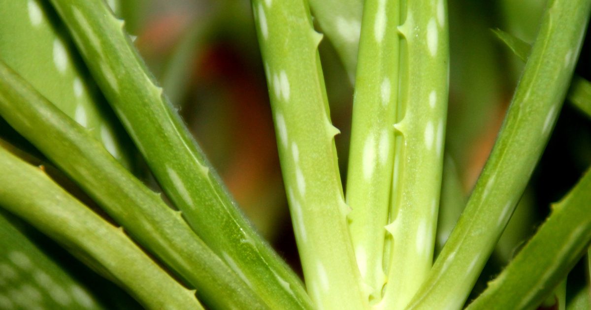 Was ist Aloe Latex?