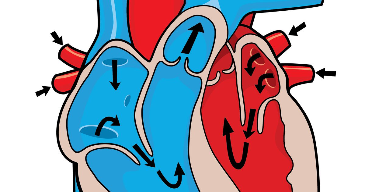 Jaký je rozdíl mezi hladkým a srdečním svalstvem?