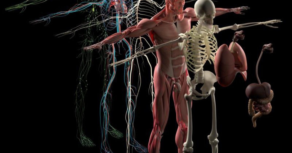 Hvilken procentdel af kropsmassen er knogle?