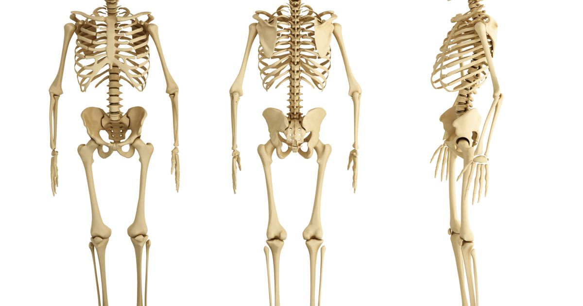 Prečo sú kosti dôležité pre telo?