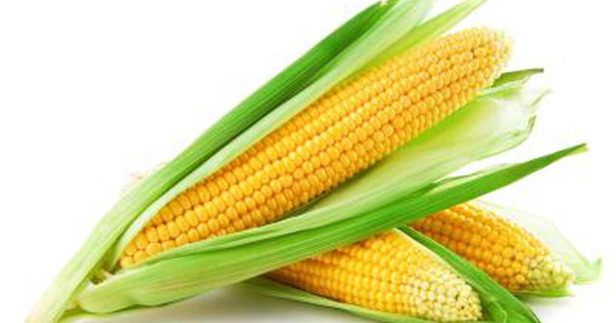 Waarom verteert het menselijk lichaam geen maïs?