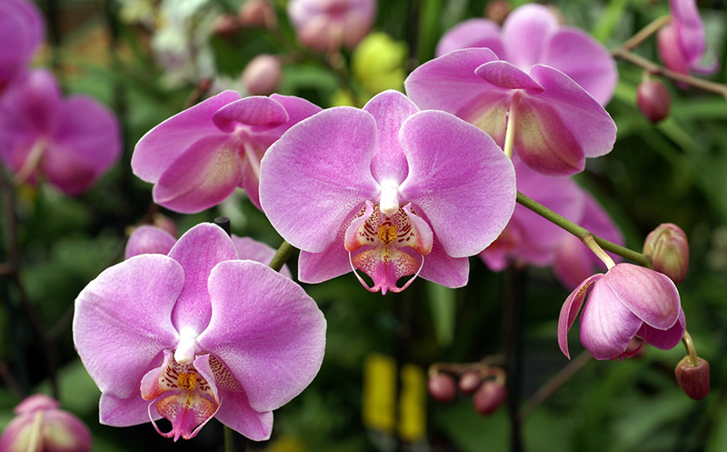 Vůně s vůní orchidejí v parfumerii