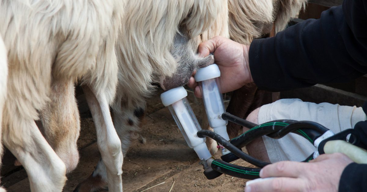 Польза для здоровья сырого органического овечьего молока