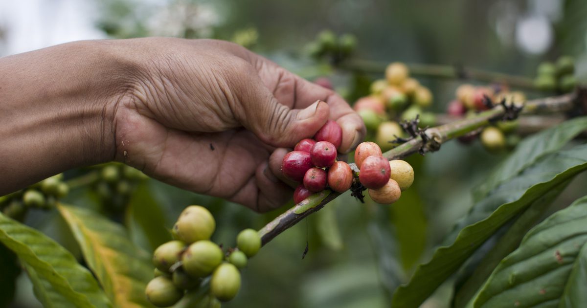 Aké sú výhody organickej spotreby kávy?