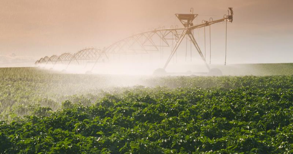 Katera živila porabijo več vode za proizvodnjo?