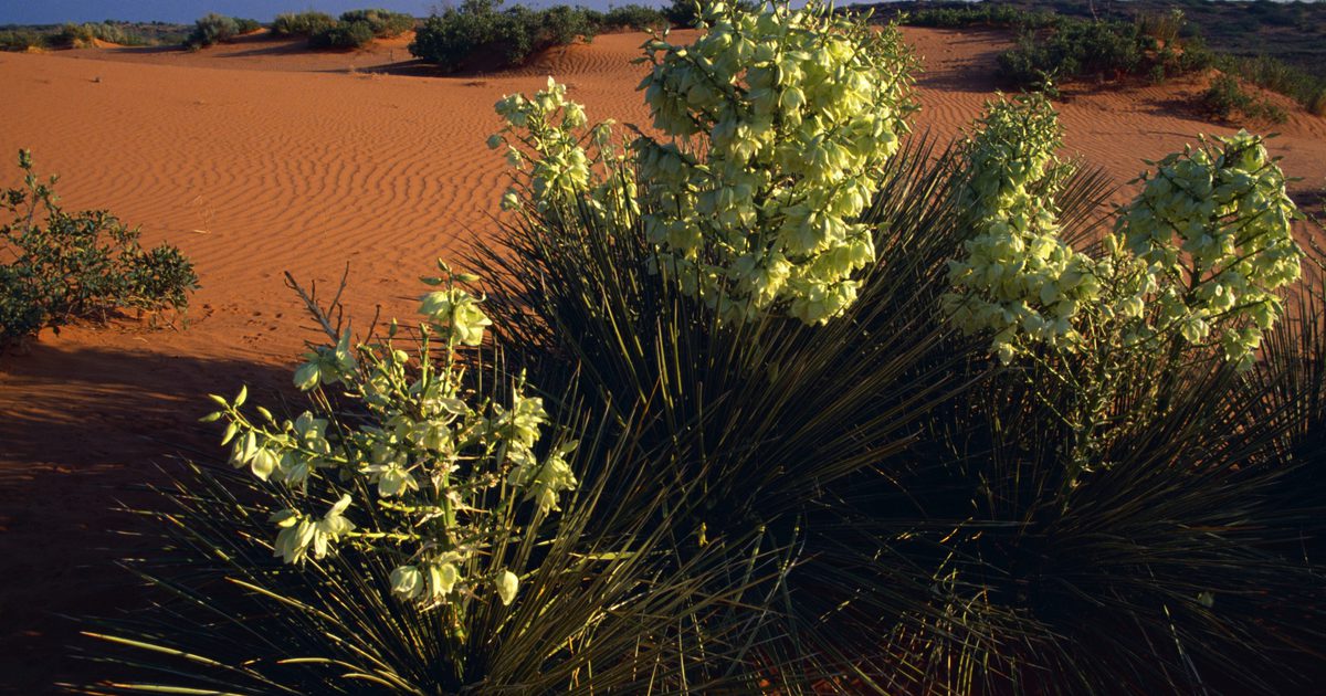 Yucca květinové fakty