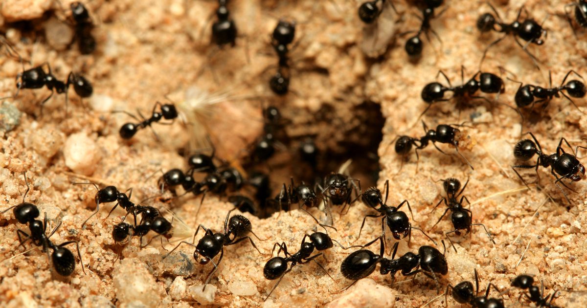 Co powinieneś zrobić dla ukąszenia mrówki na malucha?
