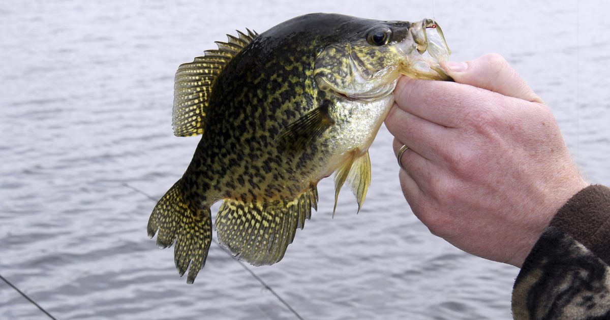 The Best Color Jigs voor Crappie Fishing