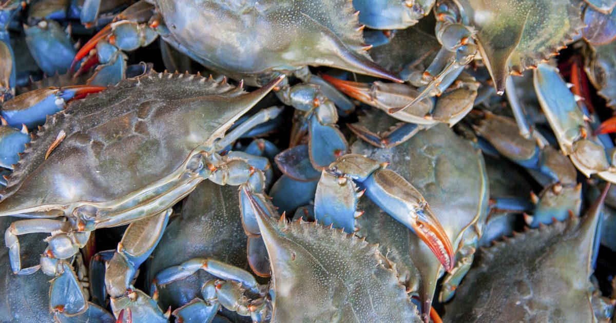 Blue Crab Fishing w Teksasie