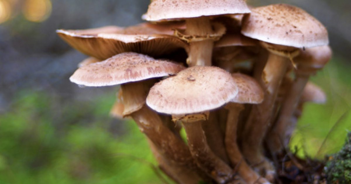 Negativní účinky houb na zdraví