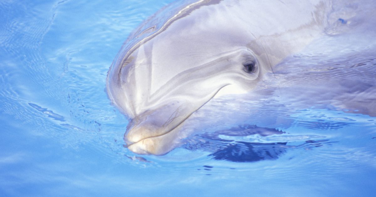 Schwimmen mit Delfinen in Destin, Florida