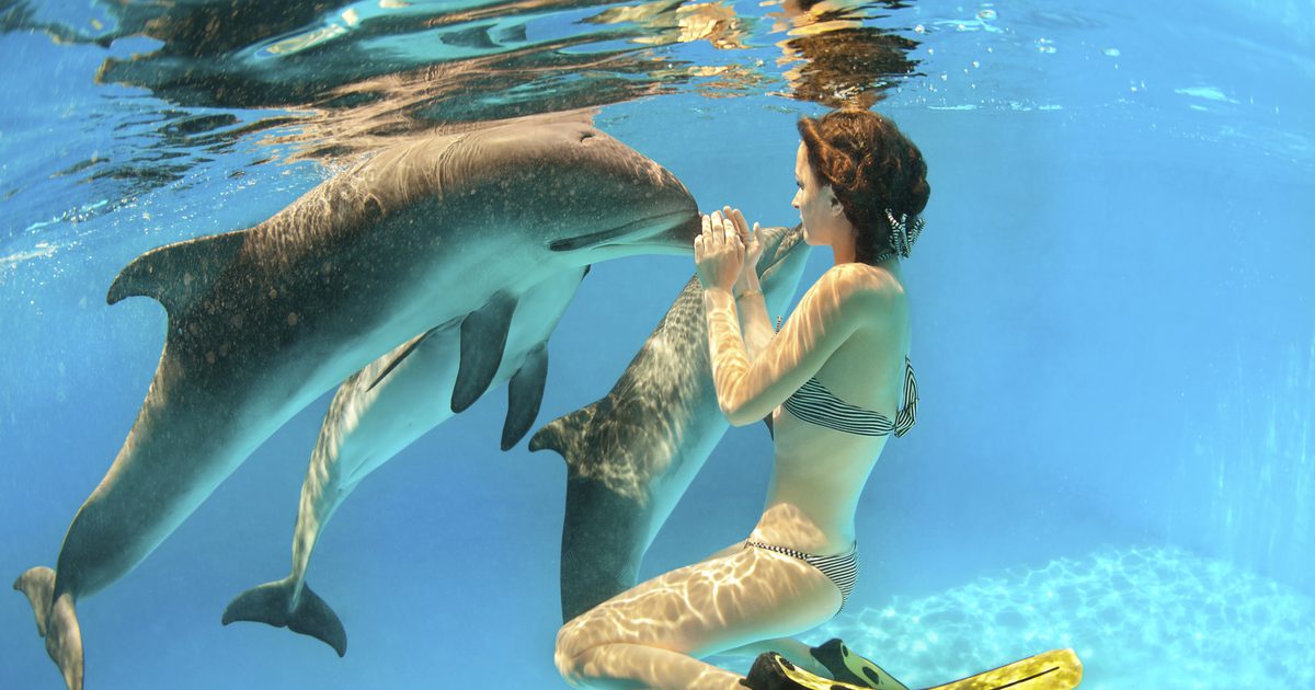 السباحة مع الدلافين في نابولي ، فلوريدا