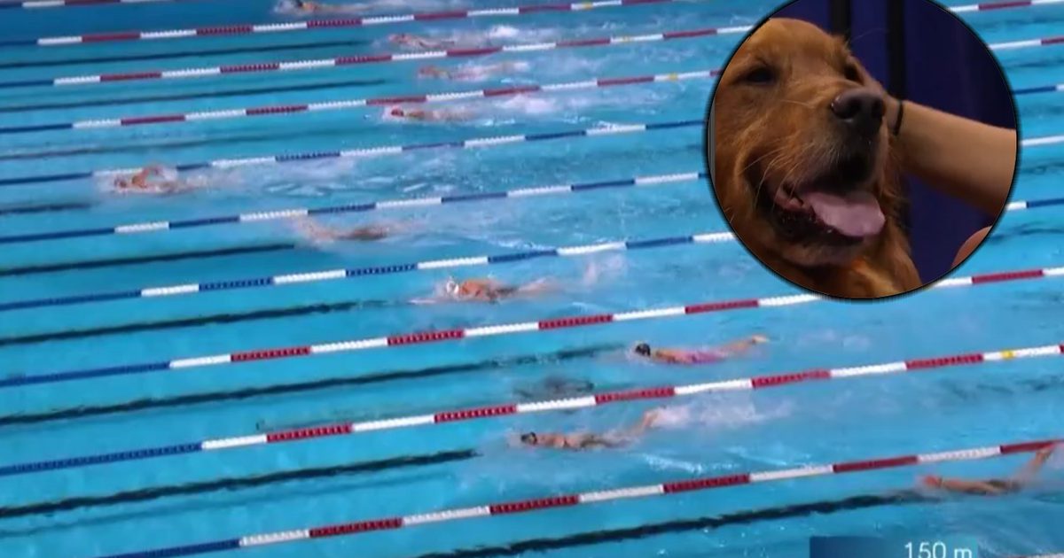 यू.एस. ओलंपिक तैराकी परीक्षणों में थेरेपी कुत्ते बड़े पैमाने पर स्कोर कर रहे हैं