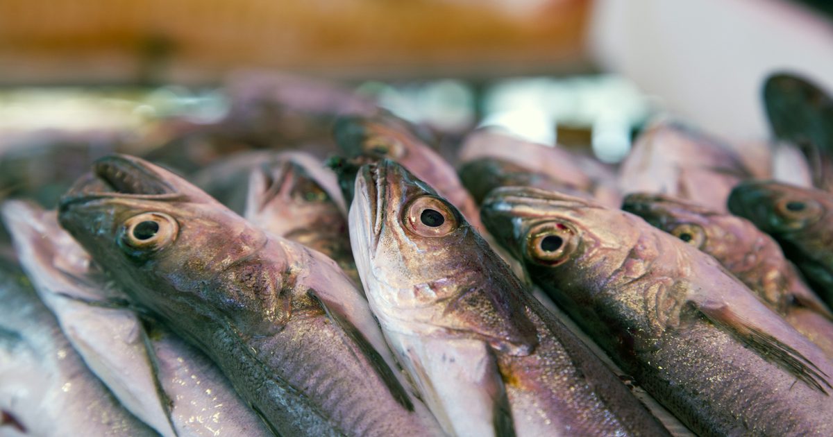 Tips om att använda sardiner som bete för fiske