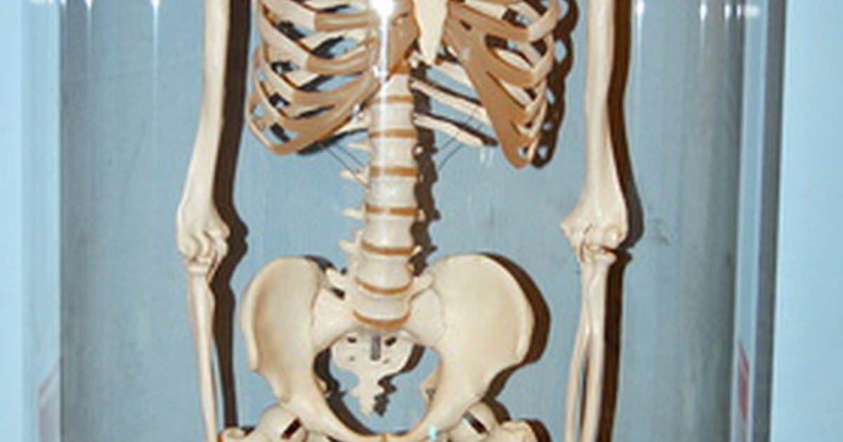 ما هي آثار التمرين على نظام الهيكل العظمي؟