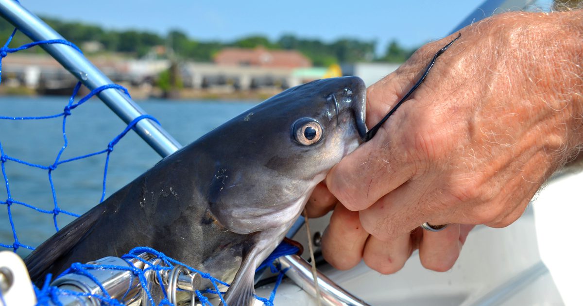 Waar te gaan Vissen op Catfish in Minnesota