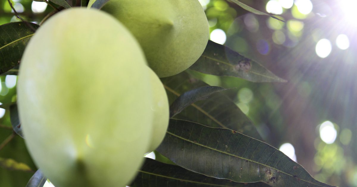 African Mango Extract til vægttab
